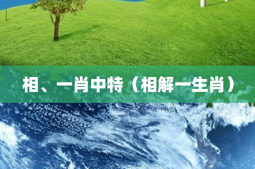 相、一肖中特（相解一生肖）