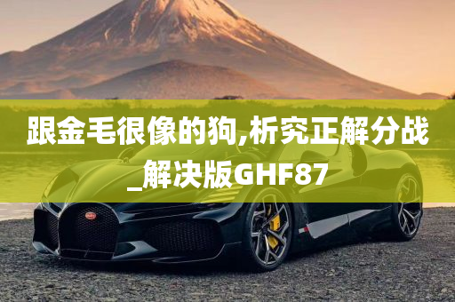 跟金毛很像的狗,析究正解分战_解决版GHF87